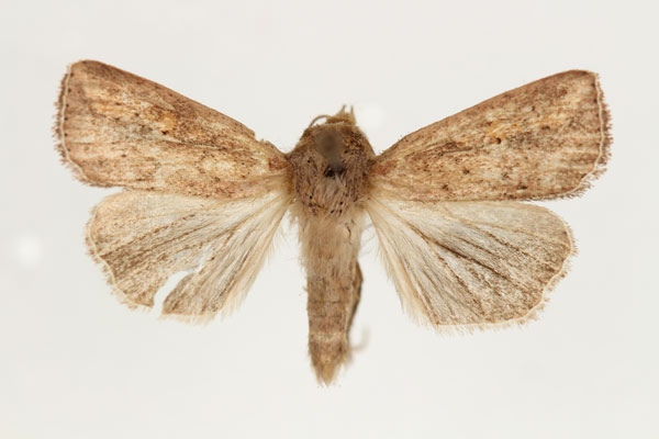 /filer/webapps/moths/media/images/I/infrargyrea_Aletia_AM_RMCA_02.jpg