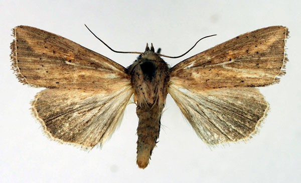 /filer/webapps/moths/media/images/I/infrargyrea_Mythimna_AM_Aulombard_02.jpg