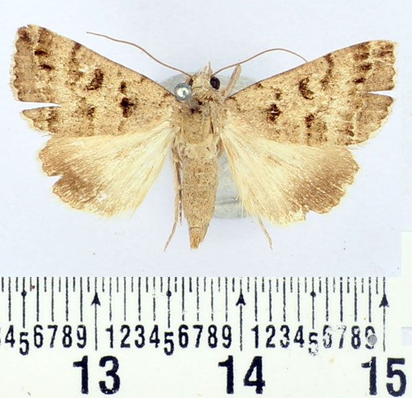 /filer/webapps/moths/media/images/I/infrequens_Clytie_AF_BMNH_01.jpg