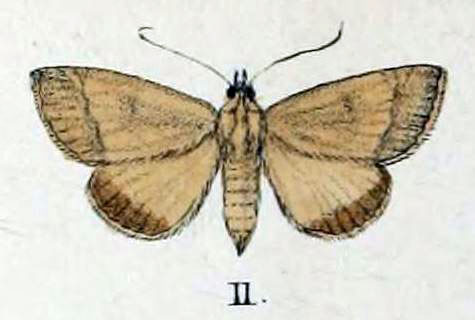 /filer/webapps/moths/media/images/I/infrequens_Orthosia_HT_Swinhoe_47_11.jpg