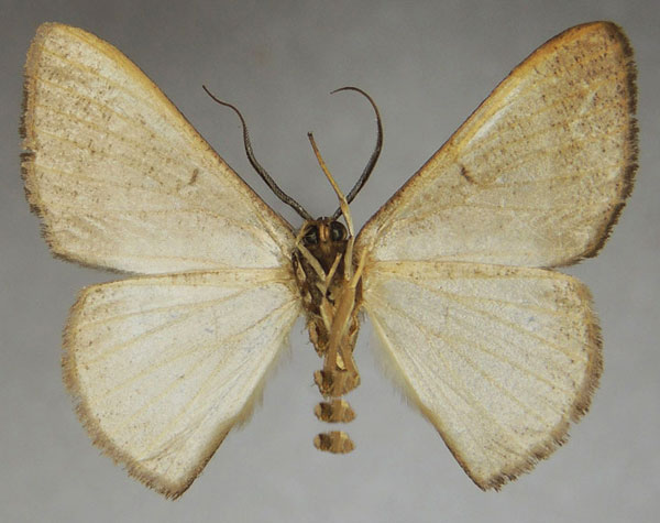 /filer/webapps/moths/media/images/I/infrequens_Pycnostega_HT_ZSMb.jpg
