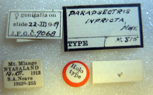 /filer/webapps/moths/media/images/I/infricta_Mometa_HT_BMNHl.jpg