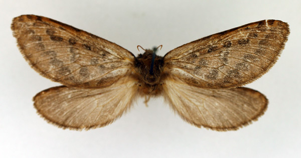 /filer/webapps/moths/media/images/I/infumata_Eudalaca_AF_TMSA.jpg