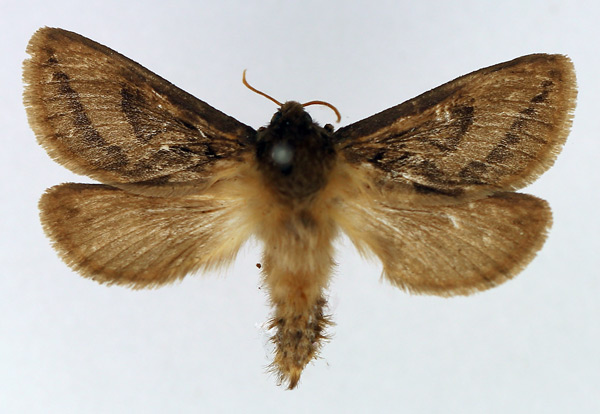 /filer/webapps/moths/media/images/I/infumata_Eudalaca_AM_TMSA.jpg
