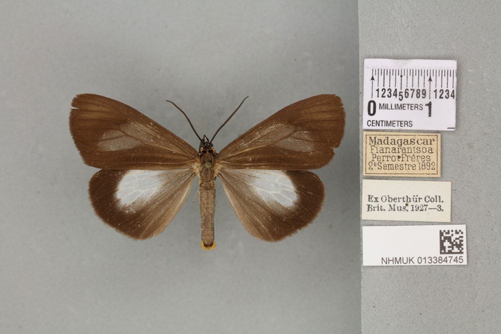 /filer/webapps/moths/media/images/I/infumata_Nyctemera_ST_BMNH_01a.jpg