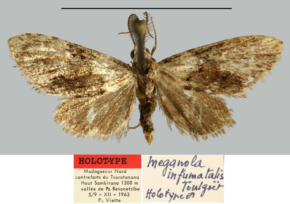 /filer/webapps/moths/media/images/I/infumatalis_Meganola_HT_MNHN.jpg