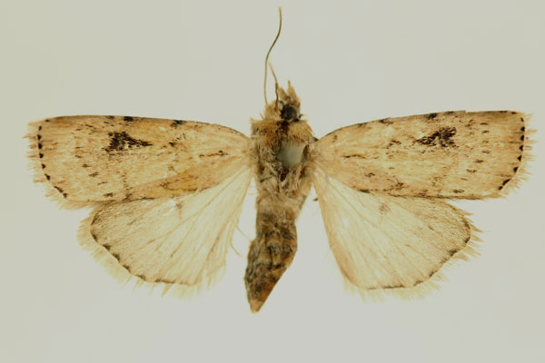 /filer/webapps/moths/media/images/I/infusa_Axylia_AF_RMCA.jpg