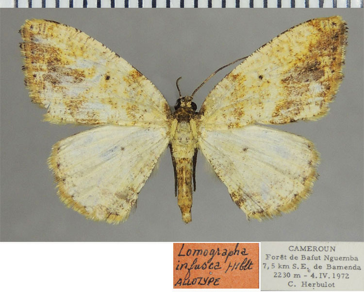/filer/webapps/moths/media/images/I/infusca_Heterostegane_AT_ZSM.jpg