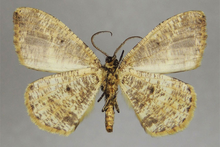 /filer/webapps/moths/media/images/I/infusca_Heterostegane_HT_ZSMb.jpg