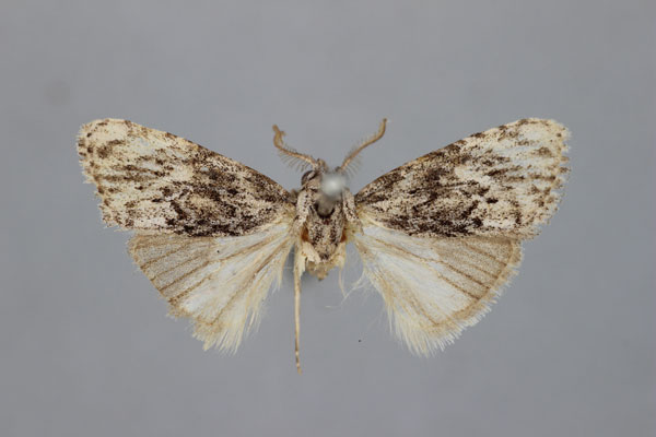 /filer/webapps/moths/media/images/I/infuscata_Meganola_HT_BMNH.jpg