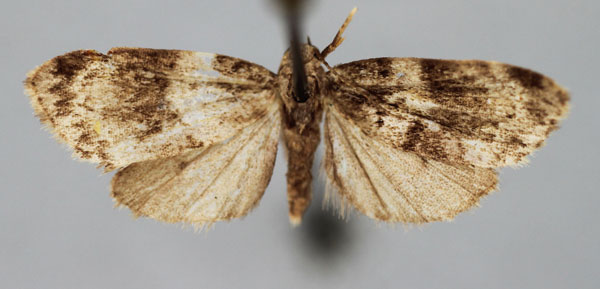 /filer/webapps/moths/media/images/I/infuscata_Viettesia_A_BMNH.jpg