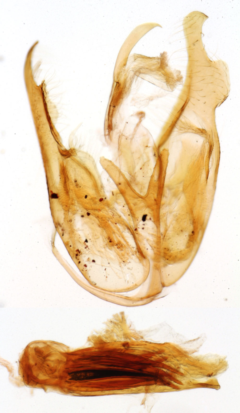 /filer/webapps/moths/media/images/I/infuscata_Viettesia_GMHT_MNHN_6522.jpg