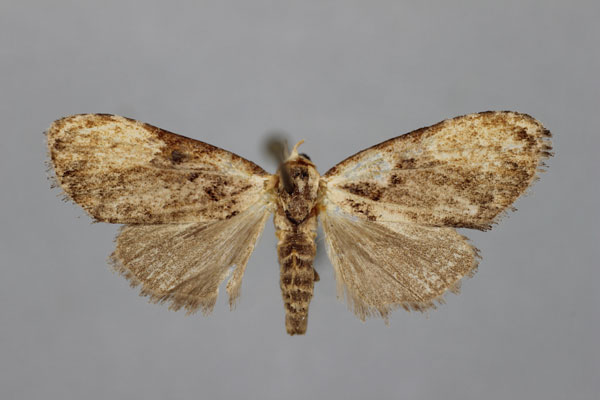 /filer/webapps/moths/media/images/I/infuscatalis_Meganola_A_BMNH.jpg