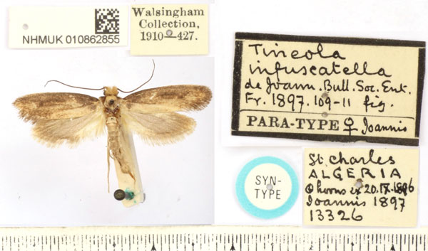 /filer/webapps/moths/media/images/I/infuscatella_Tineola_ST_BMNH.jpg