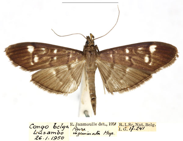 /filer/webapps/moths/media/images/I/ingeminata_Psara_AF_RBINS_kPERnba.JPG