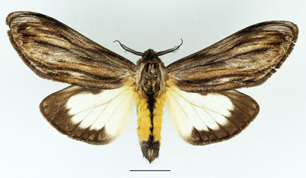 /filer/webapps/moths/media/images/I/ingens_Amyops_AM_Basquin_01.jpg