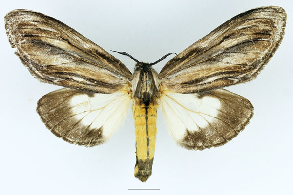 /filer/webapps/moths/media/images/I/ingens_Amyops_AM_Basquin_02.jpg