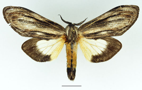 /filer/webapps/moths/media/images/I/ingens_Amyops_AM_Basquin_03.jpg