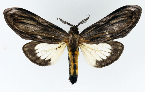 /filer/webapps/moths/media/images/I/ingens_Amyops_AM_Basquin_04.jpg