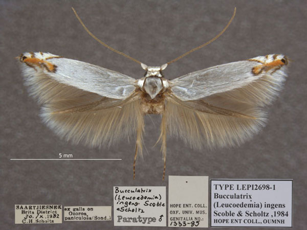 /filer/webapps/moths/media/images/I/ingens_Bucculatrix_PT_OUMNH_01.jpg