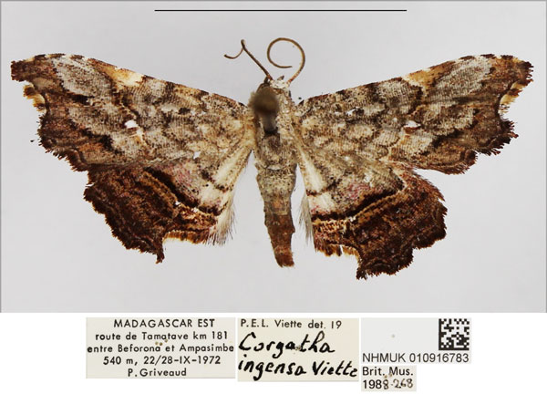/filer/webapps/moths/media/images/I/ingens_Corgatha_AM_NHMUK.jpg