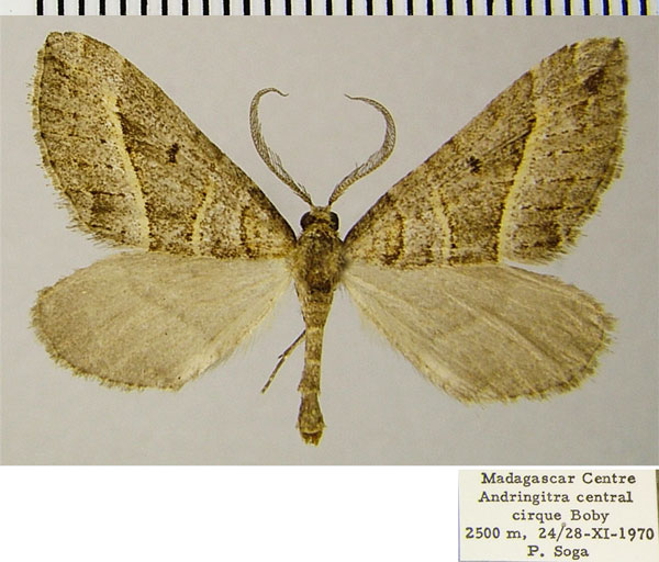 /filer/webapps/moths/media/images/I/ingens_Parortholitha_AM_ZSMa.jpg