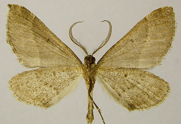 /filer/webapps/moths/media/images/I/ingens_Parortholitha_AM_ZSMb_PGMRtx5.jpg