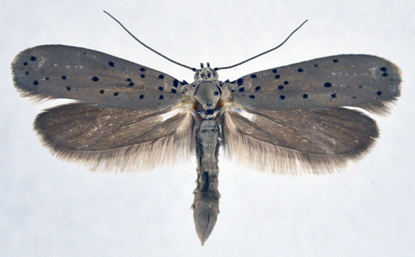 /filer/webapps/moths/media/images/I/ingens_Teinoptila_A_NHMO_02.jpg
