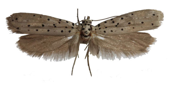 /filer/webapps/moths/media/images/I/ingens_Yponomeuta_AM_Agassiz.jpg