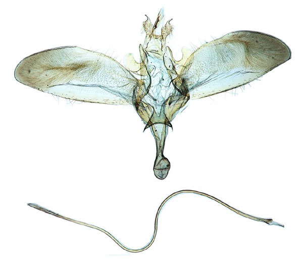 /filer/webapps/moths/media/images/I/ingens_Yponomeuta_GM_Agassiz_1183.jpg