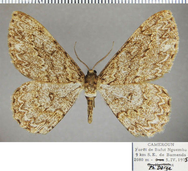 /filer/webapps/moths/media/images/I/ingens_Zeuctoboarmia_AF_ZSM.jpg