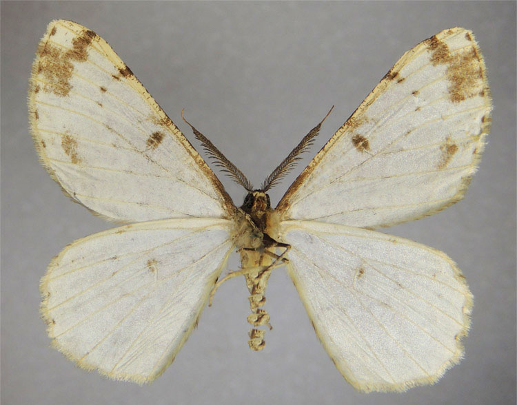 /filer/webapps/moths/media/images/I/ingens_Zeuctoboarmia_HT_ZSMb.jpg