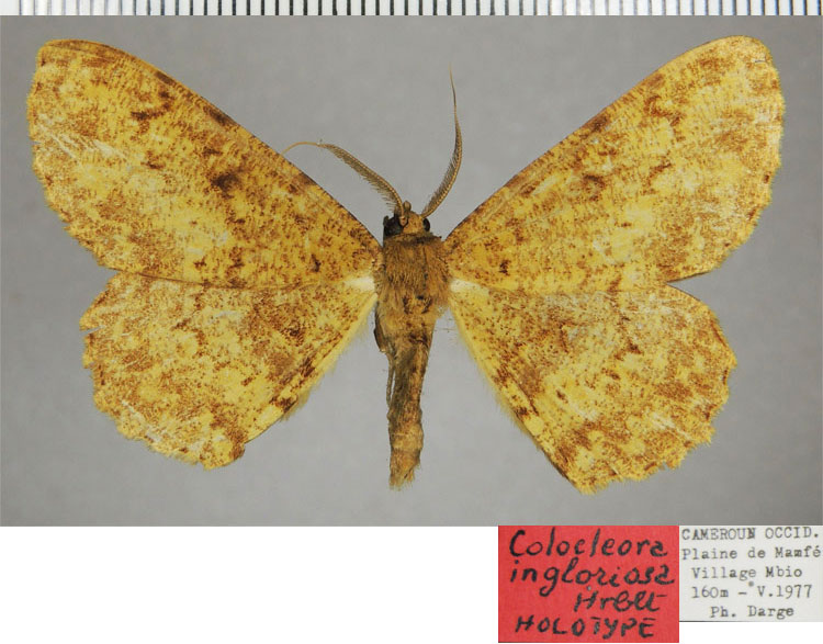 /filer/webapps/moths/media/images/I/ingloriosa_Colocleora_HT_ZSMa.jpg