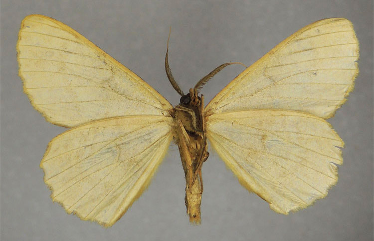 /filer/webapps/moths/media/images/I/ingloriosa_Colocleora_HT_ZSMb.jpg