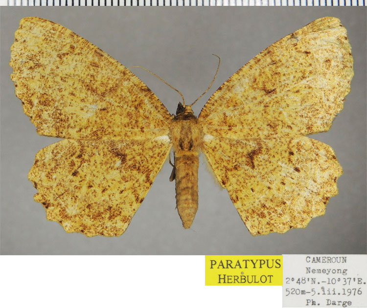 /filer/webapps/moths/media/images/I/ingloriosa_Colocleora_PTF_ZSM.jpg