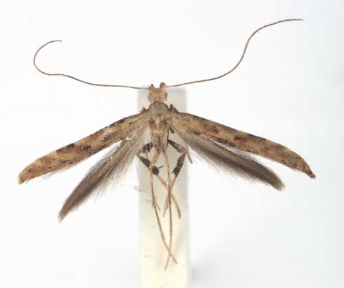 /filer/webapps/moths/media/images/I/ingrata_Caloptilia_PT_ZMUC.jpg