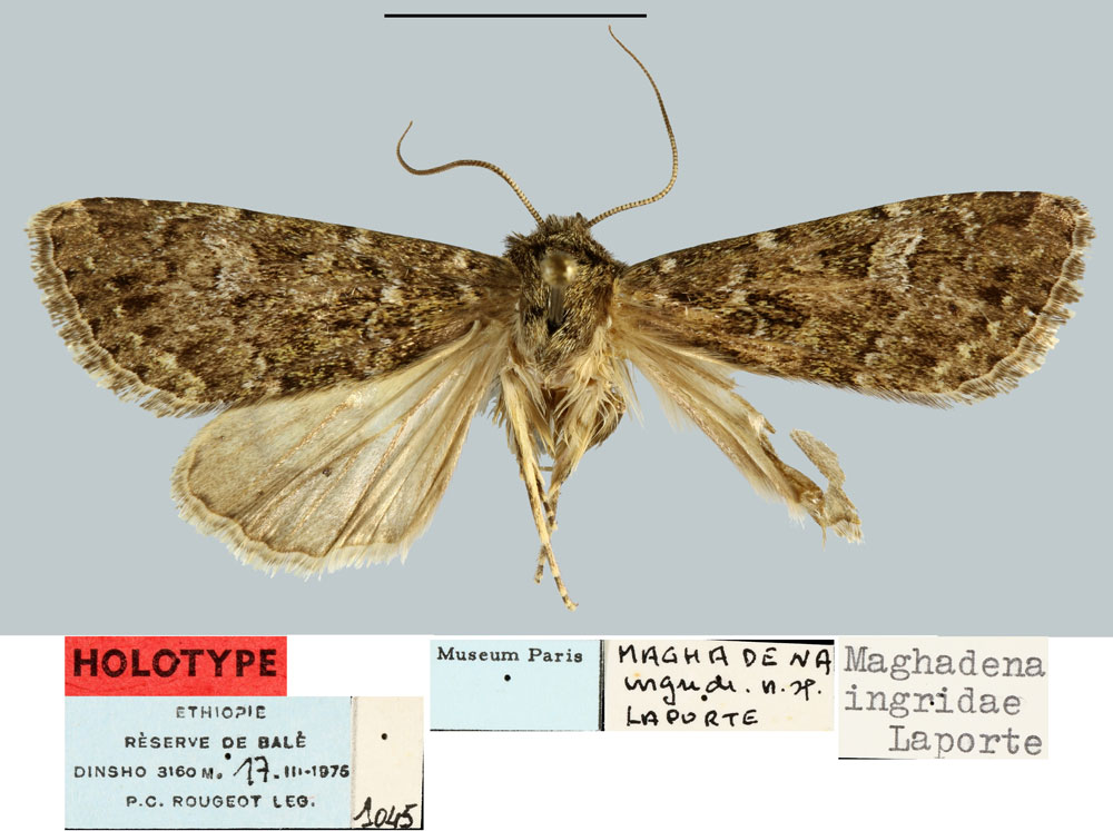 /filer/webapps/moths/media/images/I/ingridae_Maghadena_HT_MNHN.jpg