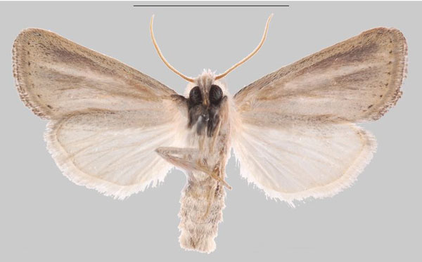 /filer/webapps/moths/media/images/I/inhambane_Sesamia_HT_MNHNb.jpg
