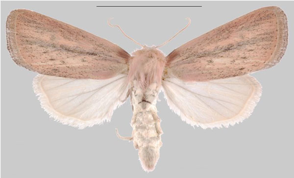 /filer/webapps/moths/media/images/I/inhambane_Sesamia_PTF_MNHNa.jpg