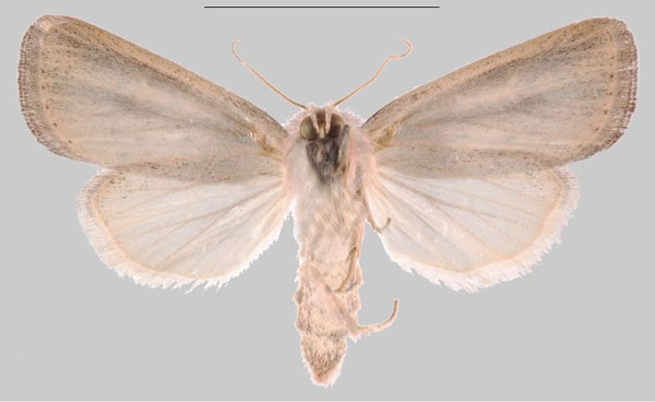 /filer/webapps/moths/media/images/I/inhambane_Sesamia_PTF_MNHNb.jpg