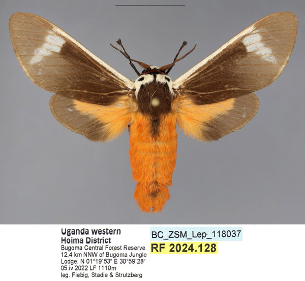 /filer/webapps/moths/media/images/I/inlenis_Casphalia_HT_ZSM.jpg