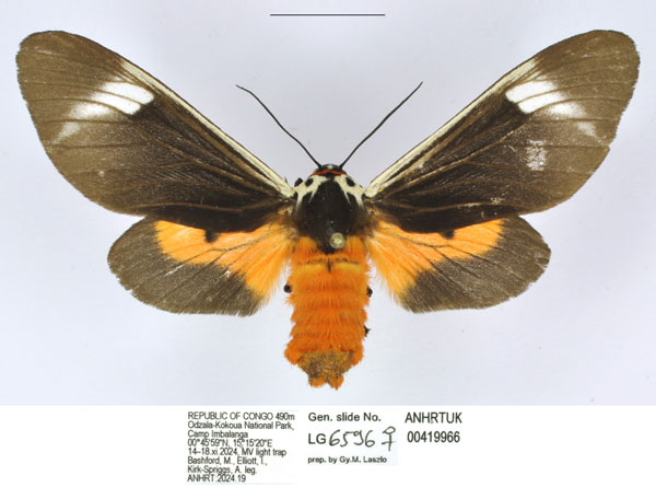/filer/webapps/moths/media/images/I/inlenis_Casphalia_PTF_ANHRT.jpg