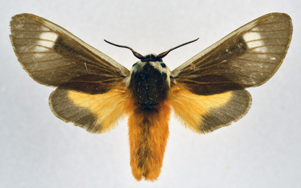 /filer/webapps/moths/media/images/I/inlenis_Casphalia_PTM_NHMO.jpg