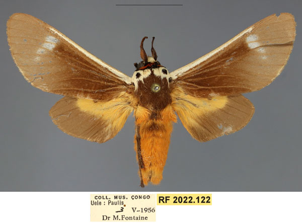 /filer/webapps/moths/media/images/I/inlenis_Casphalia_PTM_RMCA.jpg
