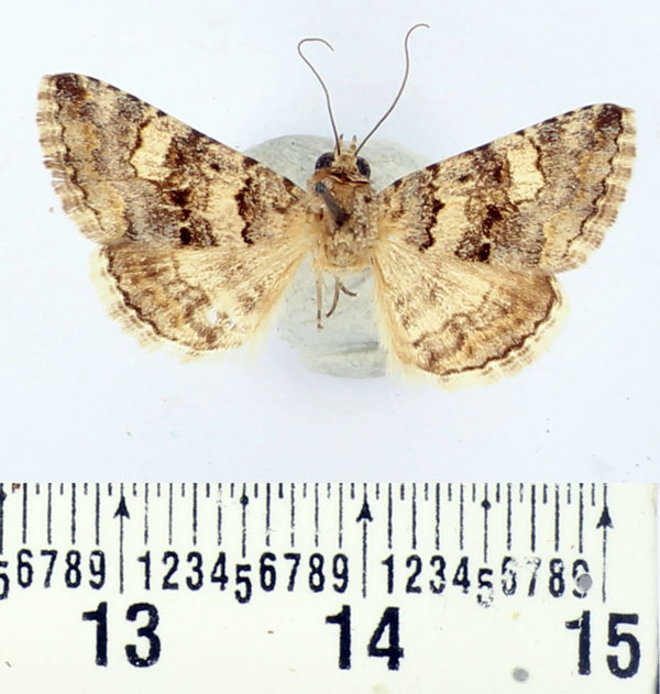 /filer/webapps/moths/media/images/I/innexa_Gnamptonyx_A_BMNH.jpg