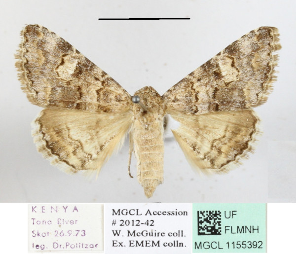 /filer/webapps/moths/media/images/I/innexa_Gnamptonyx_A_MGCLa_01.JPG