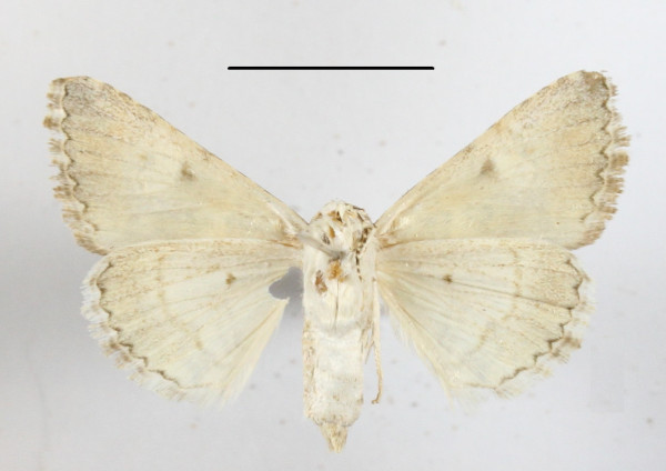 /filer/webapps/moths/media/images/I/innexa_Gnamptonyx_A_MGCLb_01.JPG