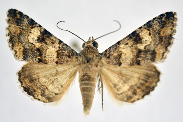 /filer/webapps/moths/media/images/I/innexa_Gnamptonyx_A_NHMO.jpg