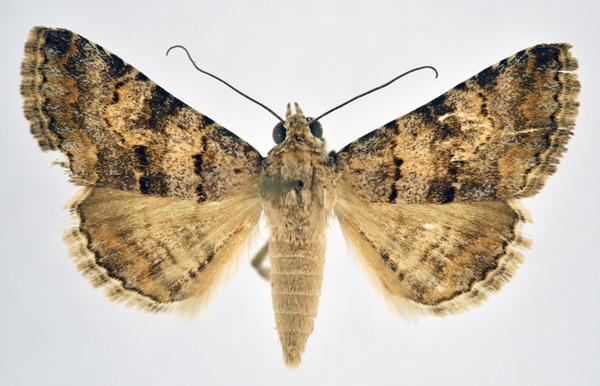 /filer/webapps/moths/media/images/I/innexa_Gnamptonyx_A_NHMO_02.jpg