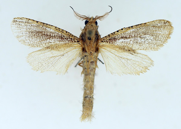 /filer/webapps/moths/media/images/I/innominata_Phragmataecia_AM_TMSA_02.jpg